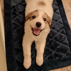 Meet your Posher, Brock